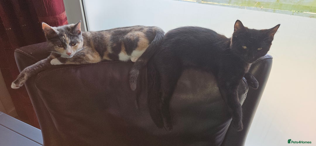 Mixed Breed cats for sale: Male and Female Kitten - Image 11