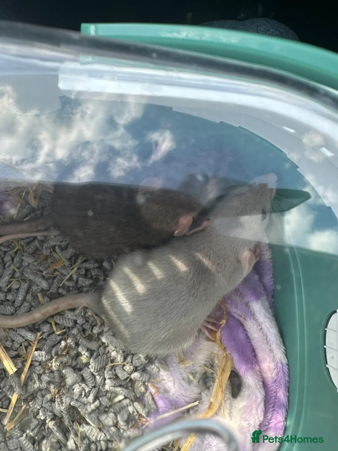 Rat rodents for sale: Rats for rehoming - Advert 11