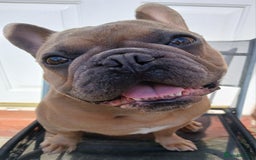 French Bulldog dogs for sale: Loving affectionate frenchie - Image 3