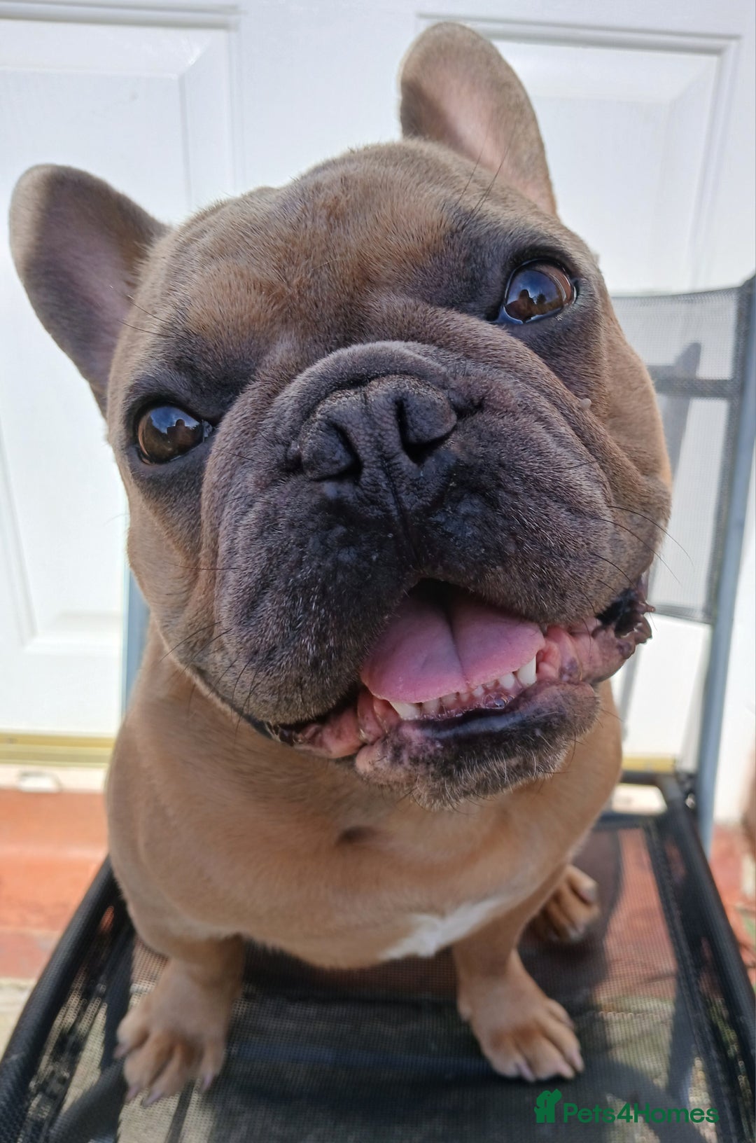 French Bulldog dogs for sale: Loving affectionate frenchie - Image 3