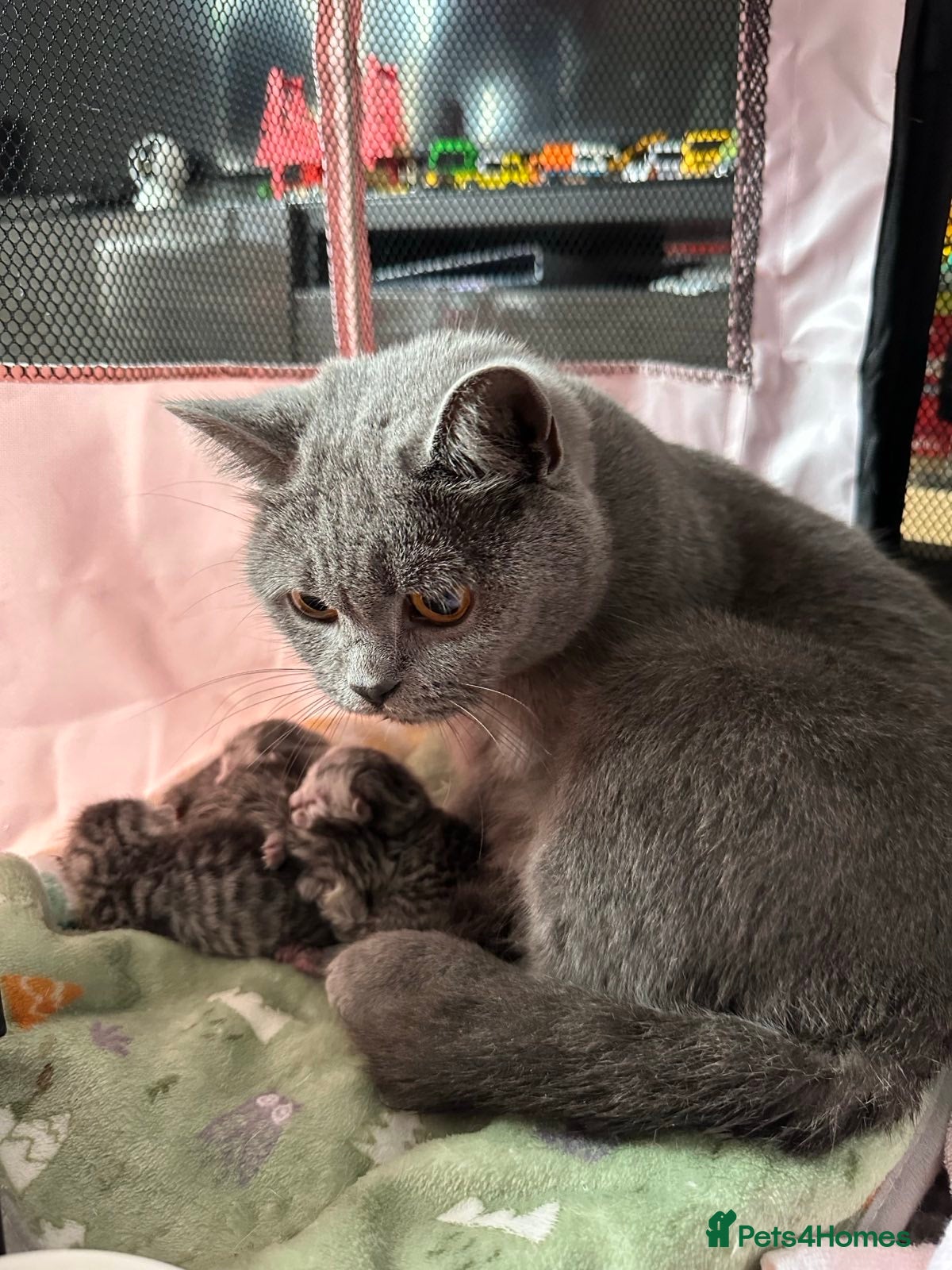 British Shorthair cats Father TICA Registered Beautiful Coat Ready - Advert 7