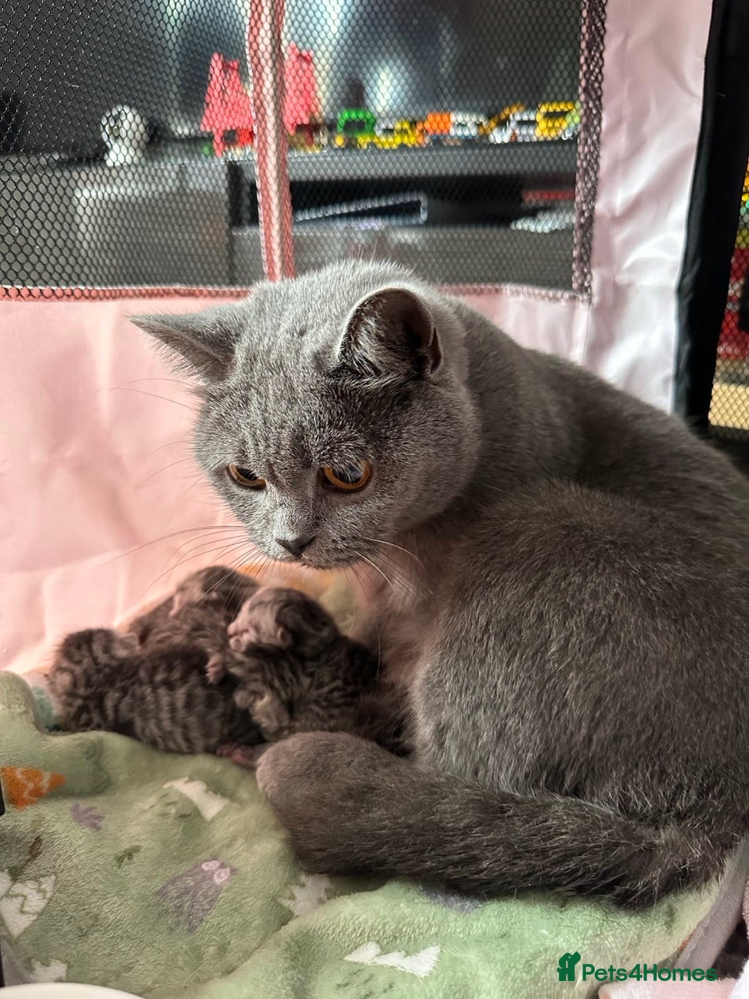 British Shorthair cats for sale: Father TICA Registered Beautiful Coat Ready - Advert 1