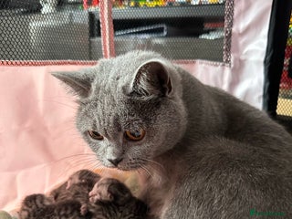 British Shorthair cats Father TICA Registered Beautiful Coat Ready - Advert 1