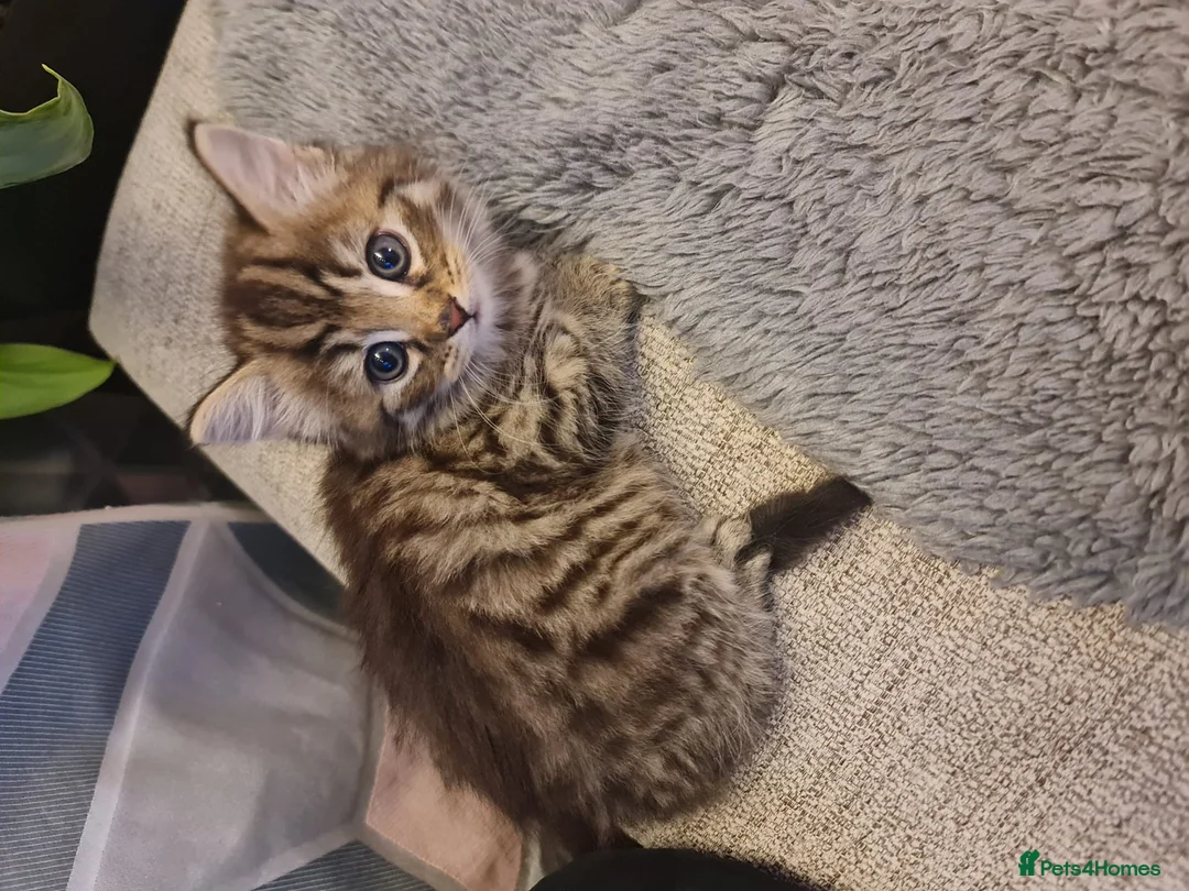 Mixed Breed cats for sale: Male kitten For Sales  - Advert 7