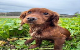 Cocker Spaniel dogs for stud: Fully health tested dark red working cocker stud - Image 3