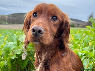Cocker Spaniel dogs Fully health tested dark red working cocker stud - Advert 7