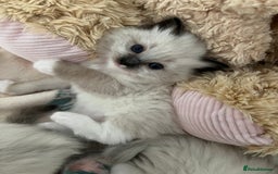 Ragdoll cats for sale: Seal Mitted Ragdoll babies, 4 girls 1 boy - Image 19