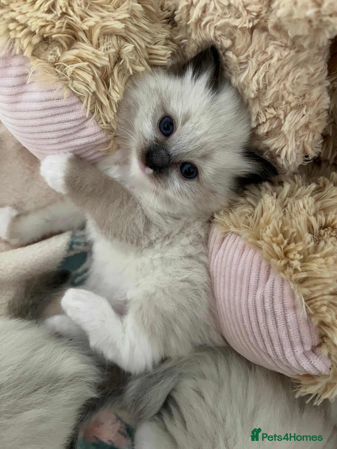 Ragdoll cats for sale: Seal Mitted Ragdoll babies, 4 girls 1 boy - Image 19