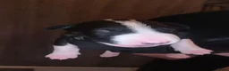 Bull Terrier dogs for sale: Bull terrier  in Bristol - Advert 2