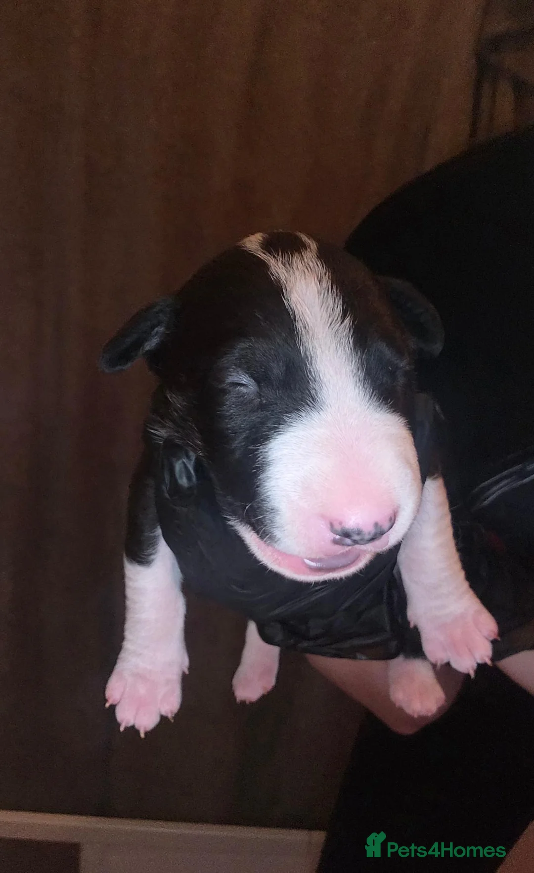 Bull Terrier dogs for sale: Bull terrier  in Bristol - Advert 2