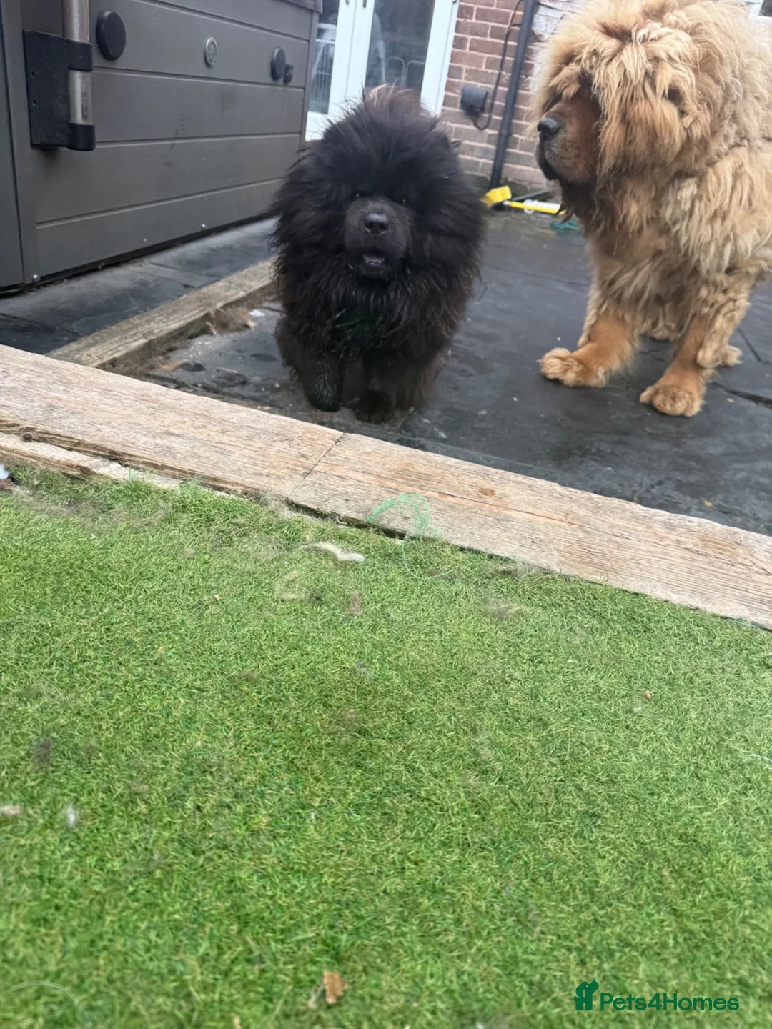 Chow Chow dogs for sale: Black chow chow - Advert 9