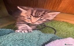 Domestic Shorthair cats for sale: Beautiful/chunky domestic short hair kittens  - Image 3