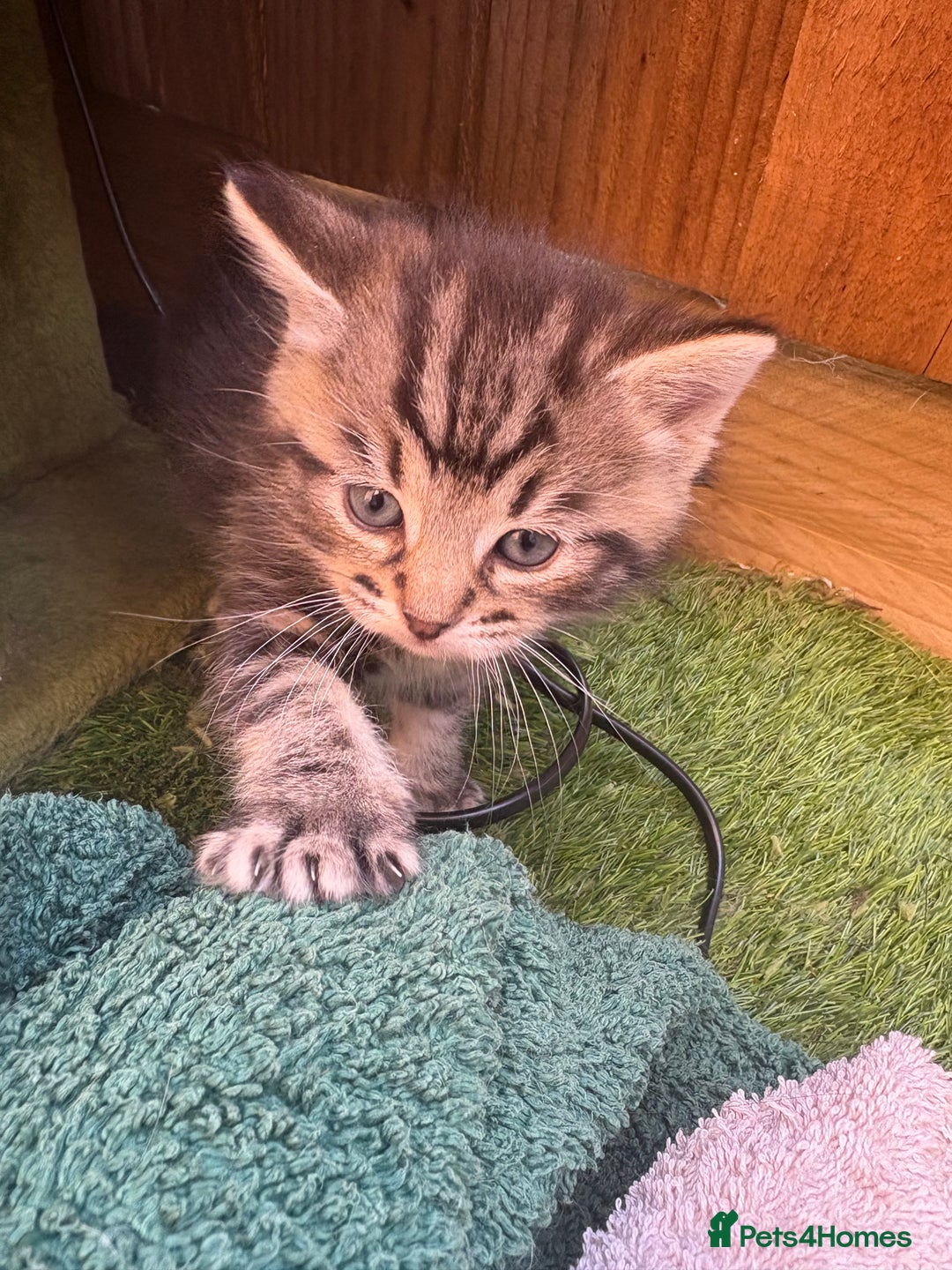 Domestic Shorthair cats for sale: Beautiful/chunky domestic short hair kittens  - Image 3