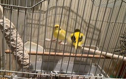 Canaries birds for sale: Breeding pair of canaries for sale - Image 3