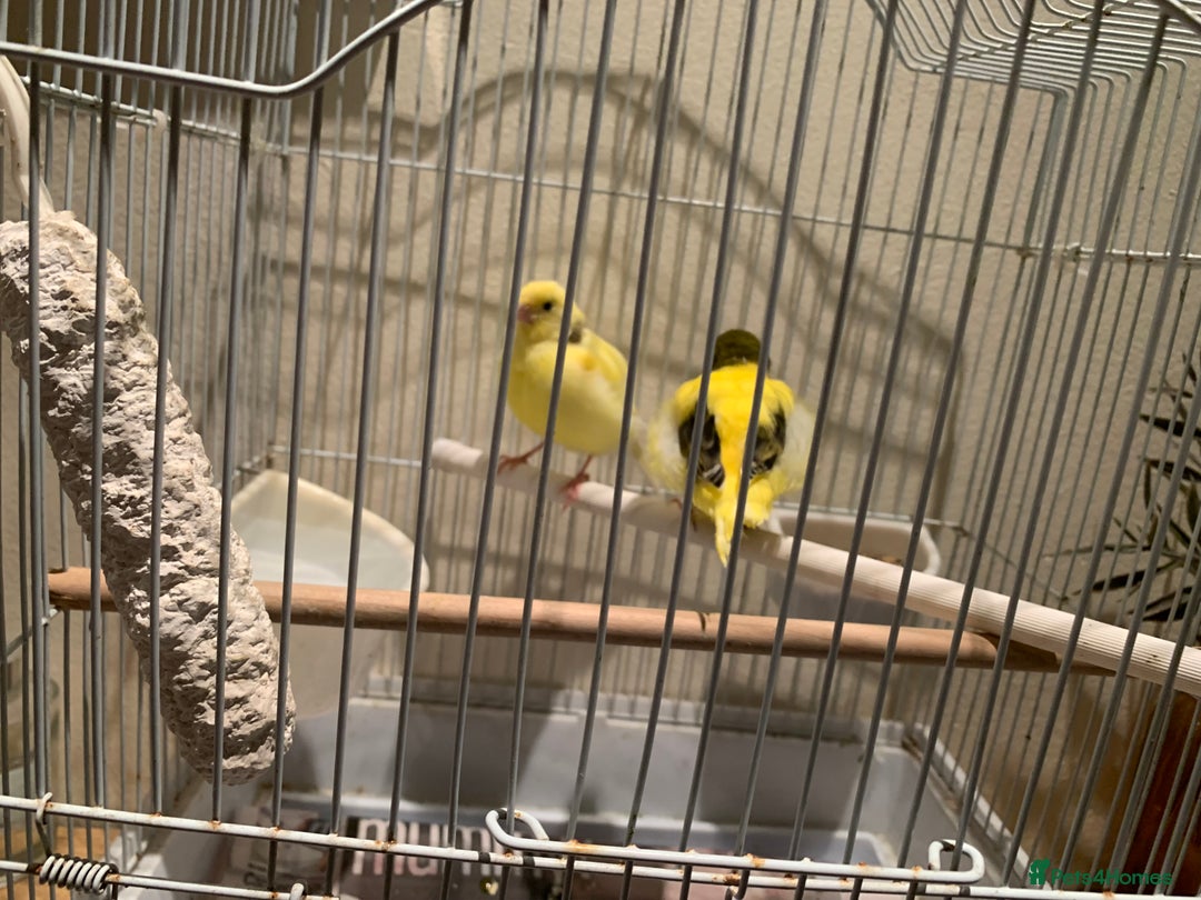 Canaries birds for sale: Breeding pair of canaries for sale - Image 3