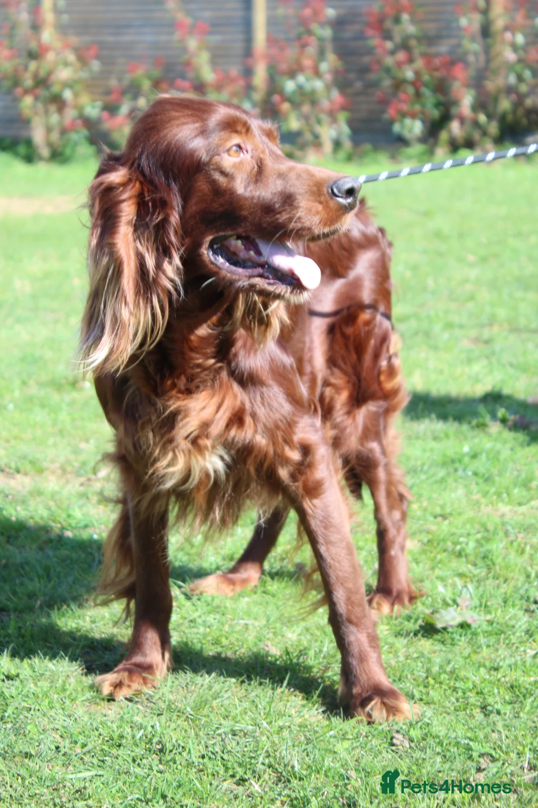 Irish Setter dogs for sale: Beautiful Irish setter puppies  - Advert 2