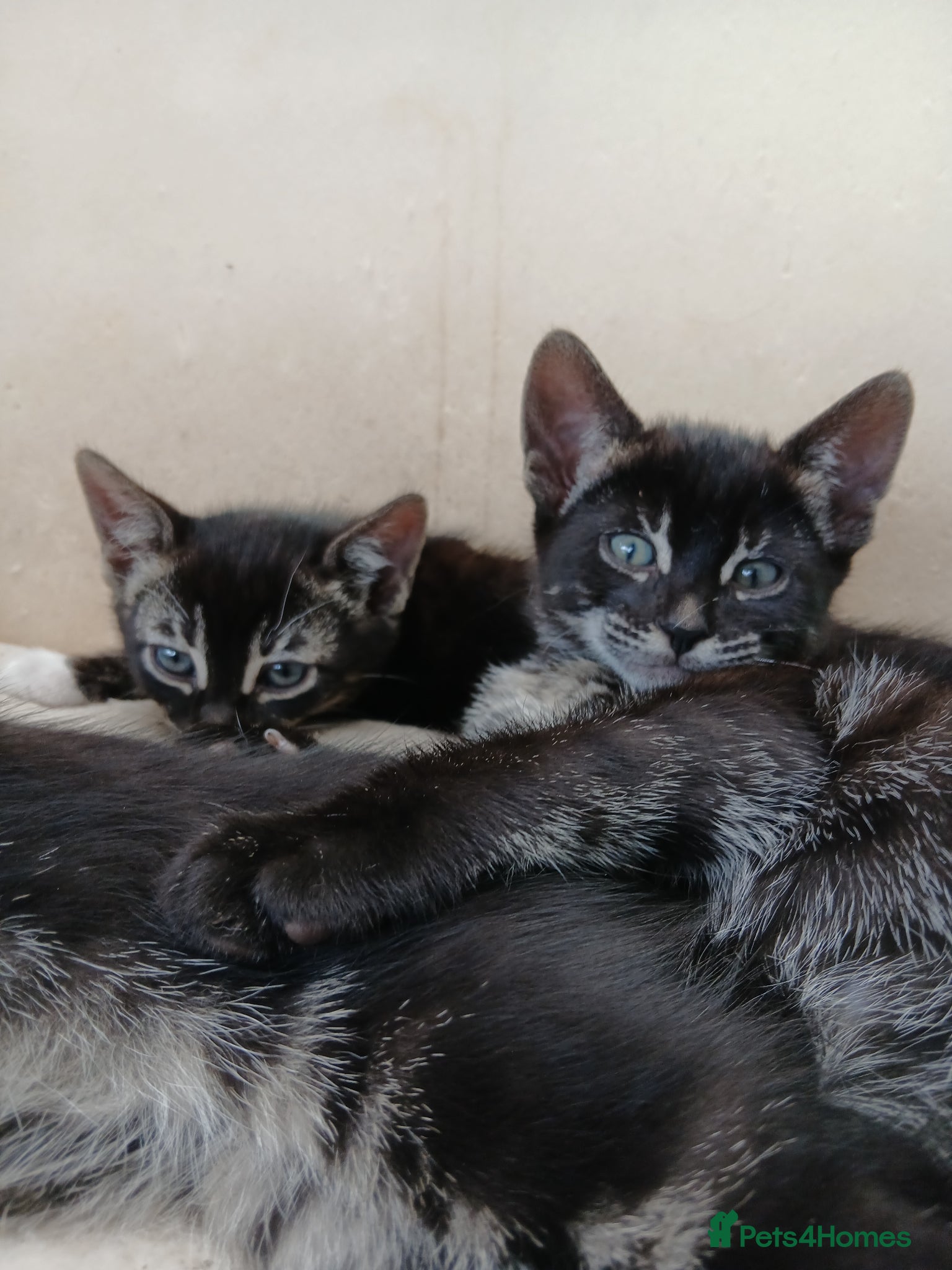 Bengal cats Bengal cross kittens  - Advert 2