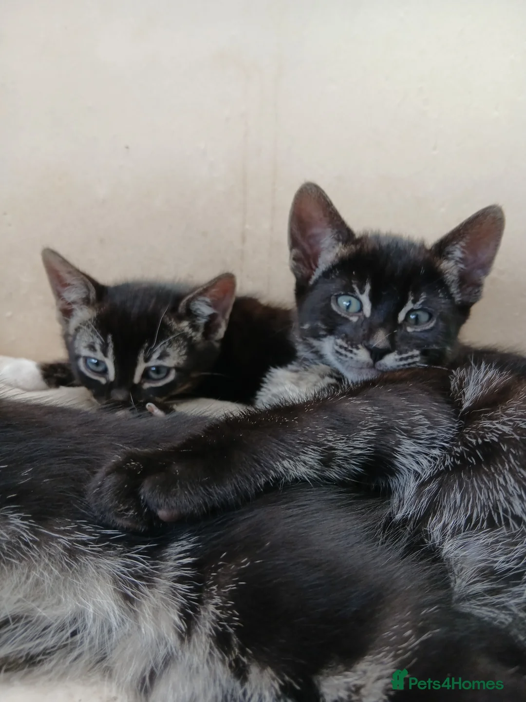 Bengal cats for sale: Bengal cross kittens  - Advert 2