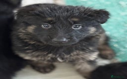 German Shepherd dogs for sale: Stunning long haired chunky German Shepard pups.  - Image 6