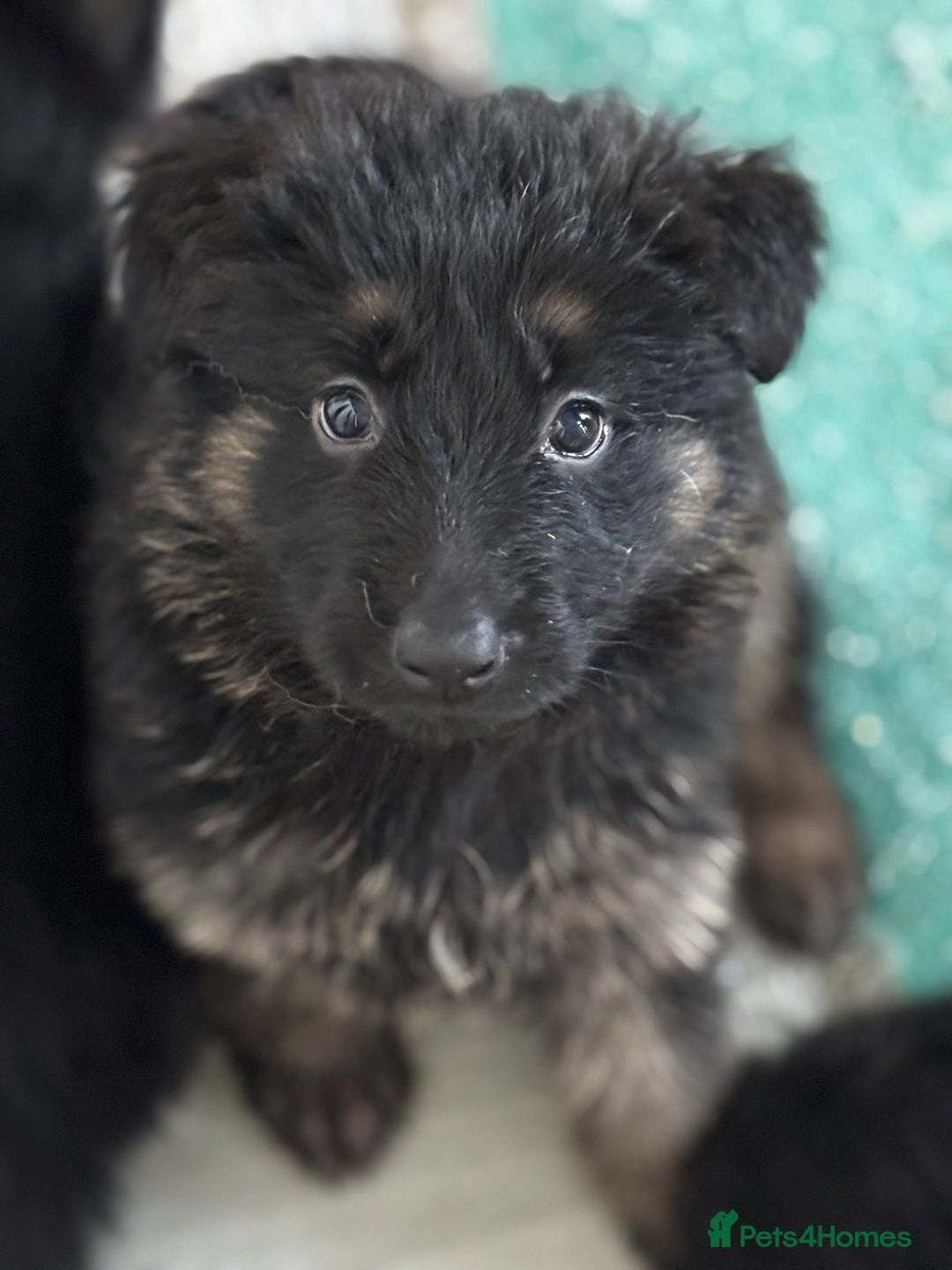 German Shepherd dogs for sale: Stunning long haired chunky German Shepard pups.  - Image 6
