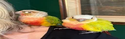 Conures birds for sale: Presumably male tame conure - Advert 4