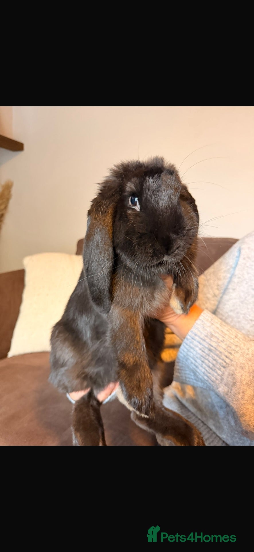 French Lop rabbits for sale: Male French lop 🖤 - Advert 2