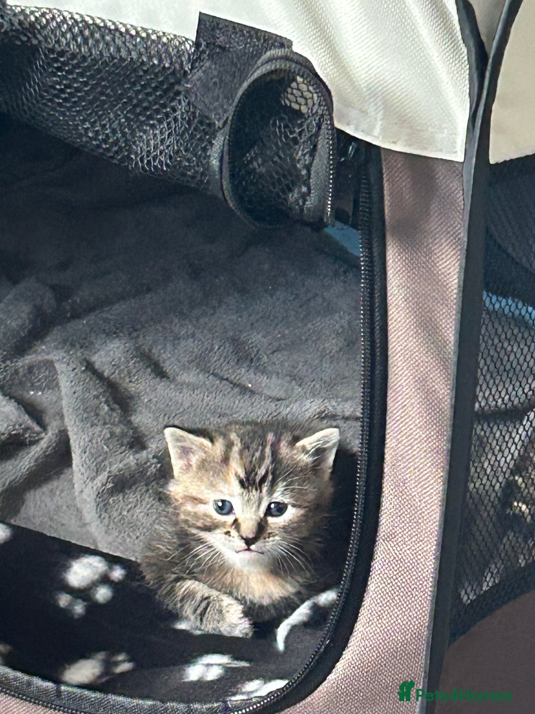 American Wirehair cats for sale: 2 kittens for sale boy & girl - Image 2