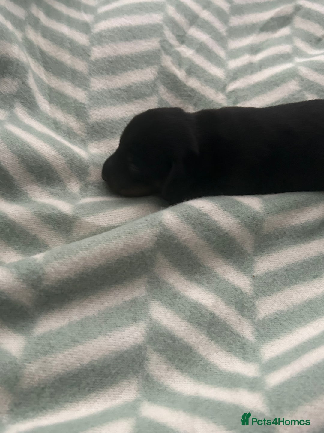 Miniature Dachshund dogs for sale: Beautiful miniature dachshunds  - Advert 11