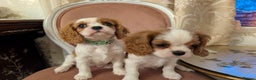 Cavalier King Charles Spaniel dogs for sale: Exquisite Lady KC reg Cavalier King Charles - Advert 19
