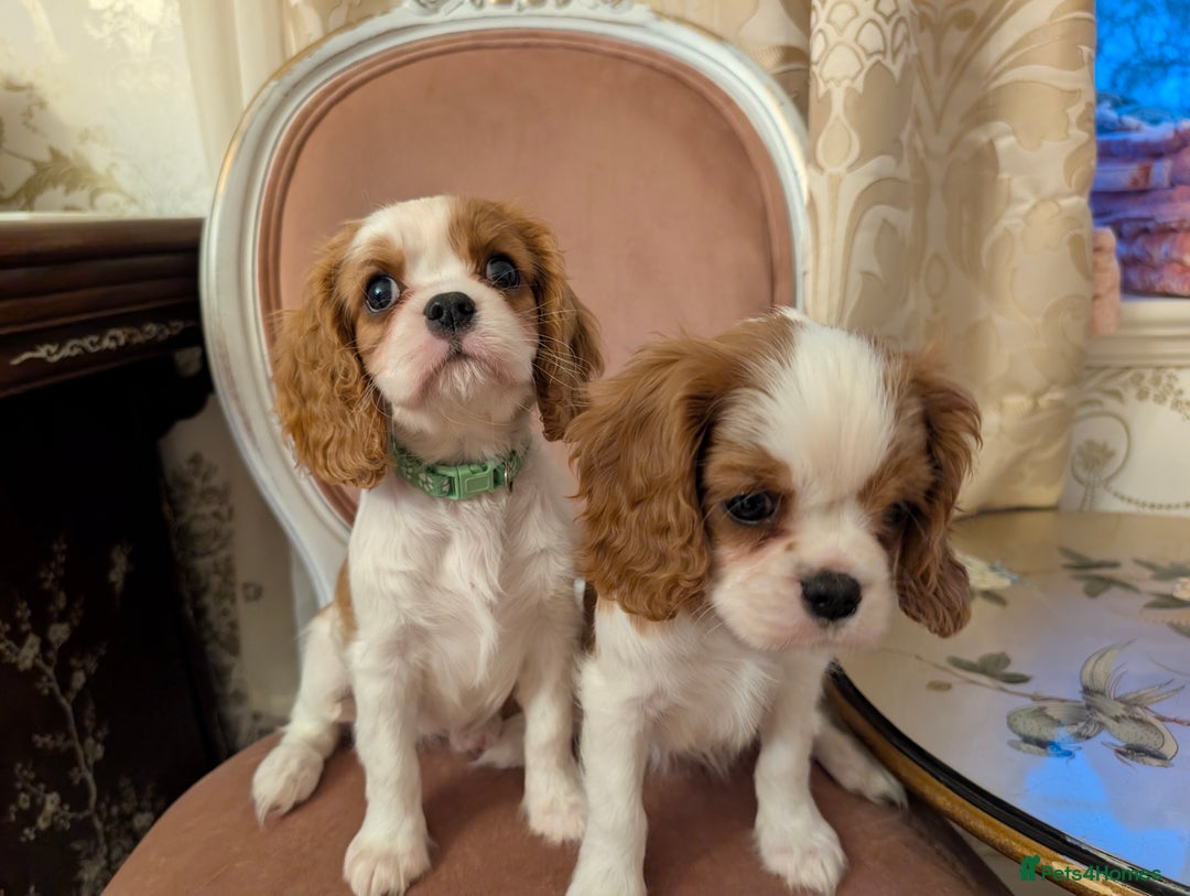 Cavalier King Charles Spaniel dogs for sale: Exquisite Lady KC reg Cavalier King Charles - Advert 19