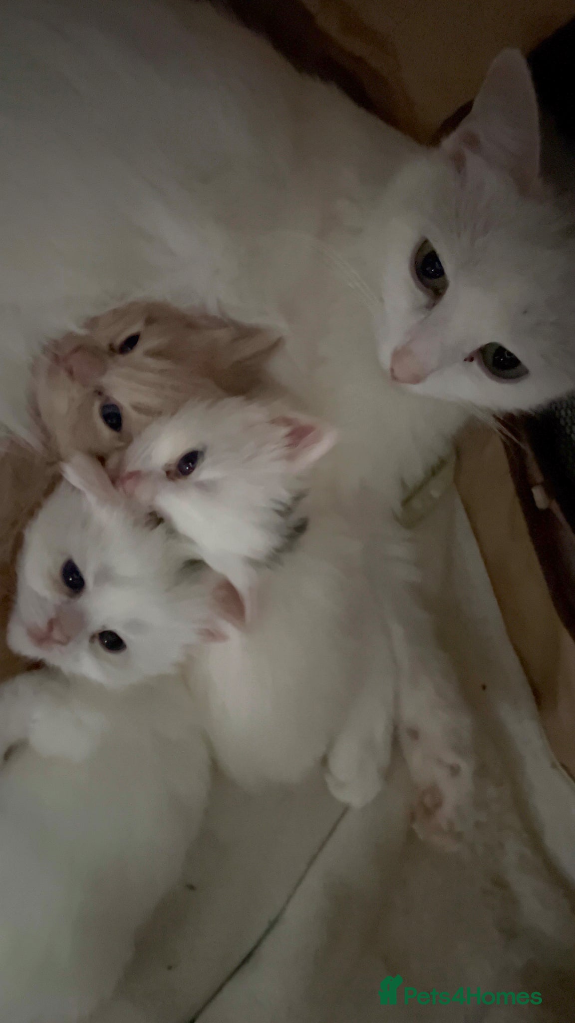 Turkish Angora cats 3 Gorgeous Turkish Angora Kittens for sale! - Advert 1
