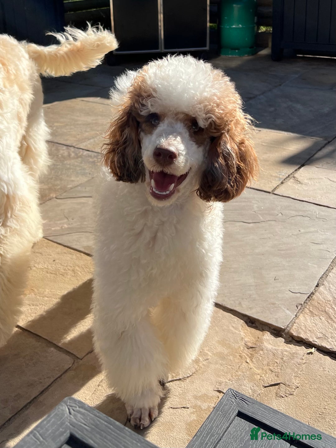 Mixed Breed dogs for sale: Miniature Parti Schnockerpoo Puppies  - Advert 6