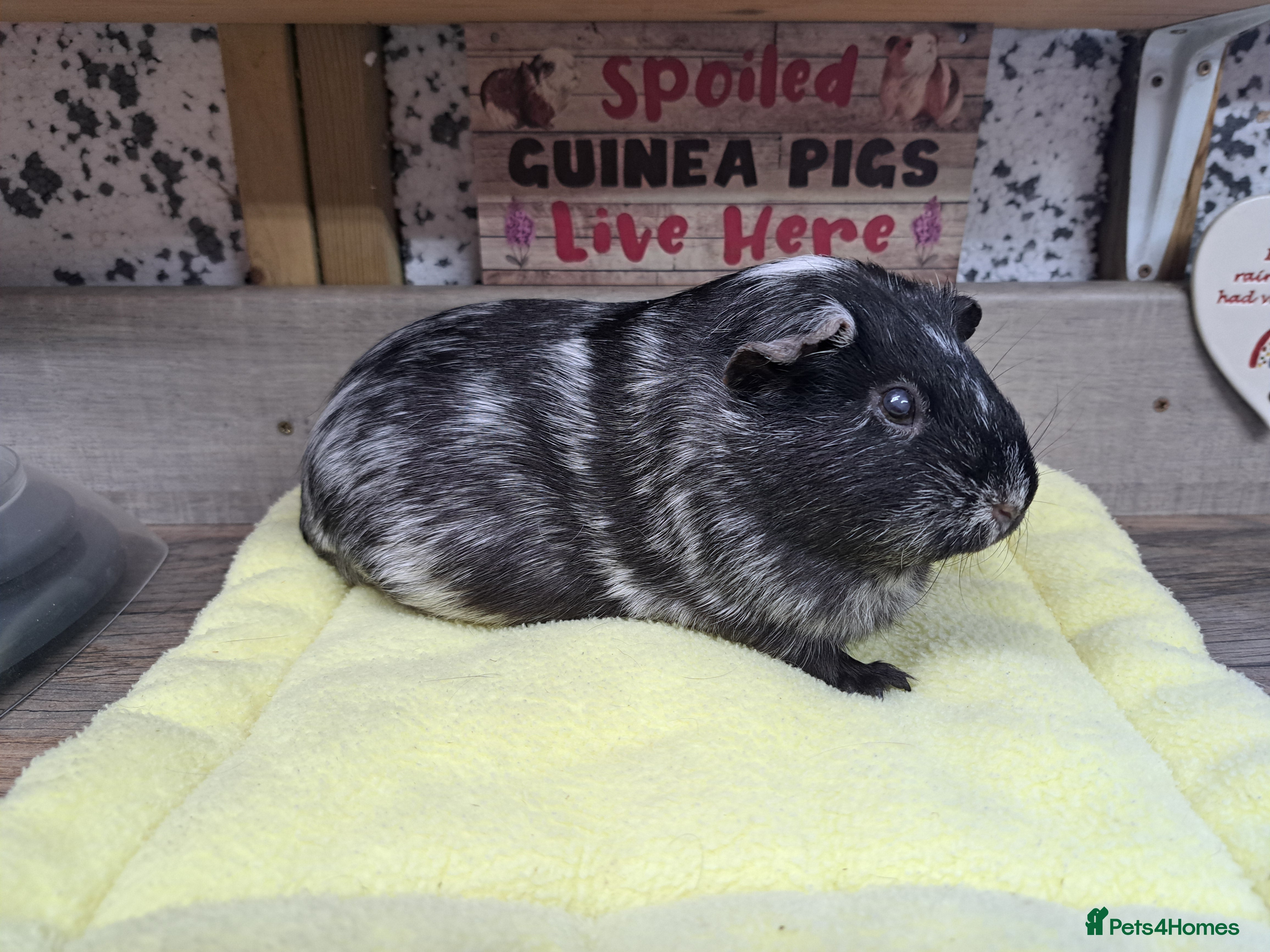 Guinea Pig rodents Female Guinea Pig - Leeds Area - Advert 1