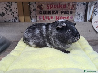 Guinea Pig rodents Female Guinea Pig - Leeds Area - Advert 1