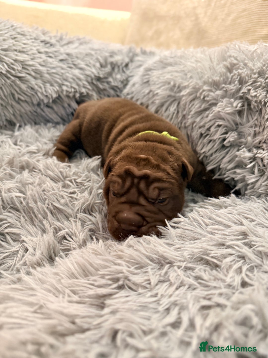 Mixed Breed dogs for sale: Gawjuss Bullpei Puppies 🐶 - Advert 8