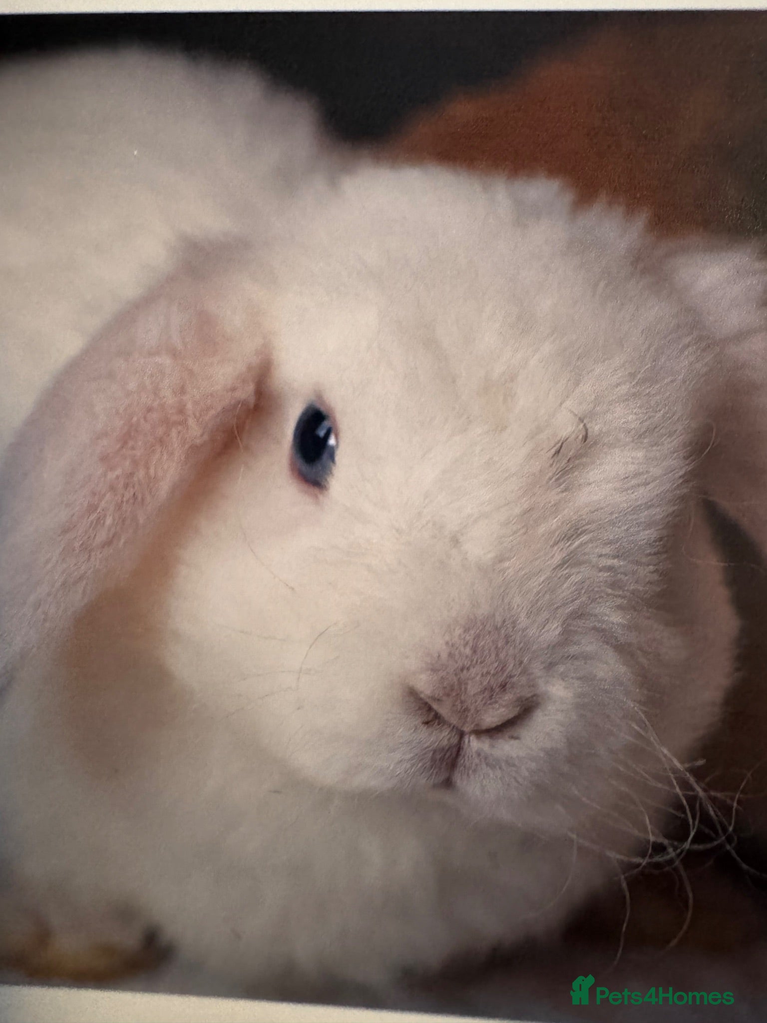Mini Lop rabbits Pair of Beautiful Blue-Eyed mini lop buns - Advert 1