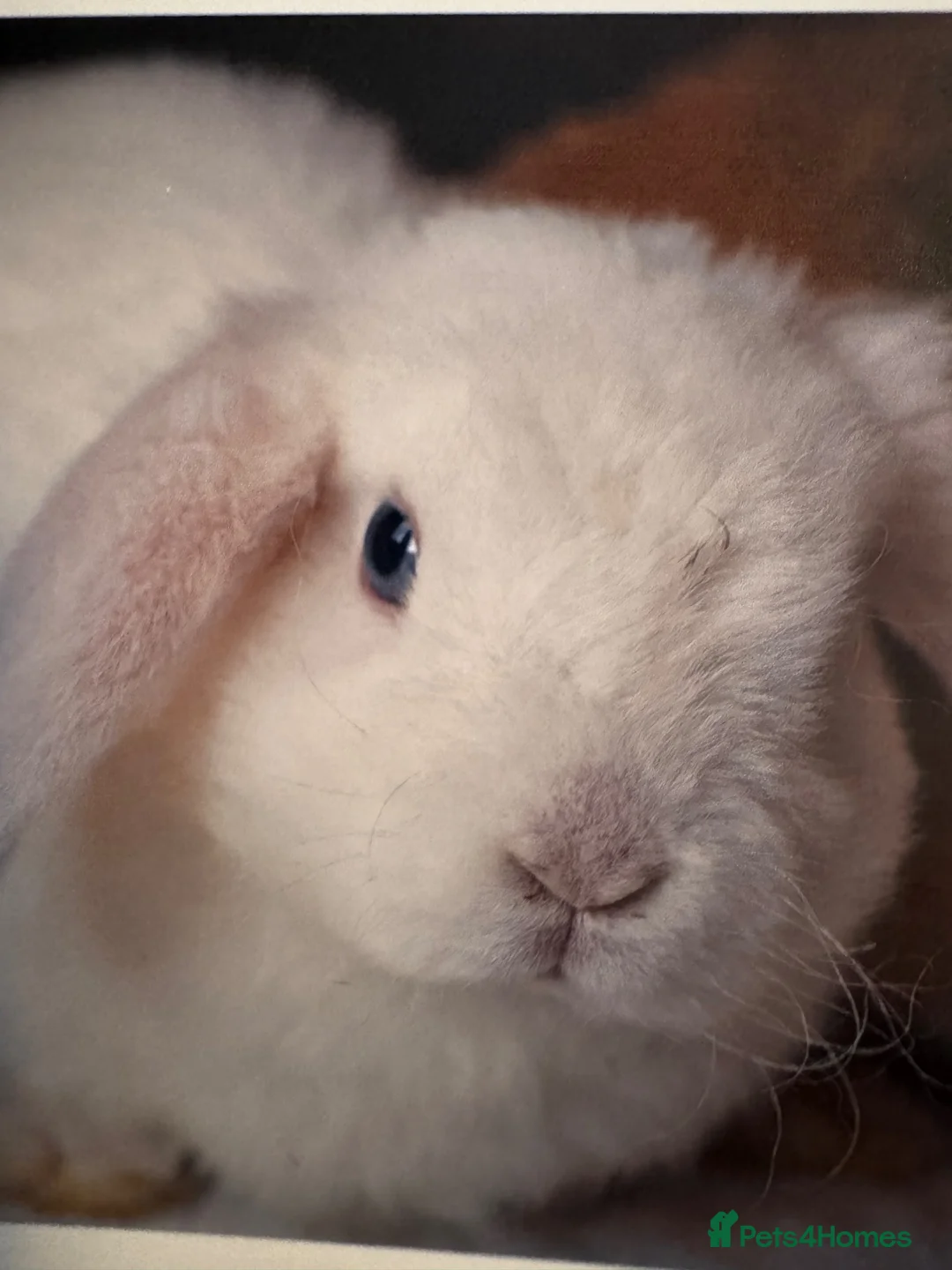 Mini Lop rabbits for sale: Pair of Beautiful Blue-Eyed mini lop buns - Advert 1