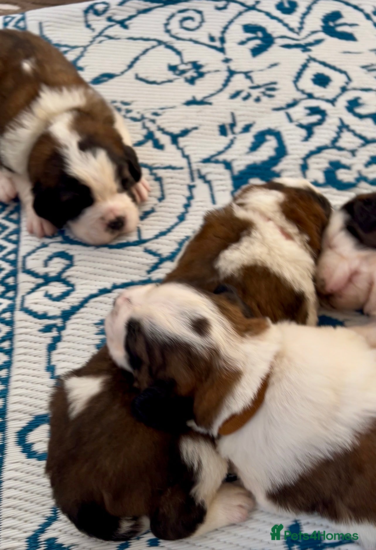Saint Bernard dogs Beautiful KC registered show quality Puppies.  - Advert 1