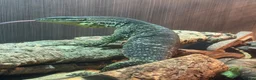 Monitor reptiles for sale: Male Argus Monitor For Sale - Advert 1