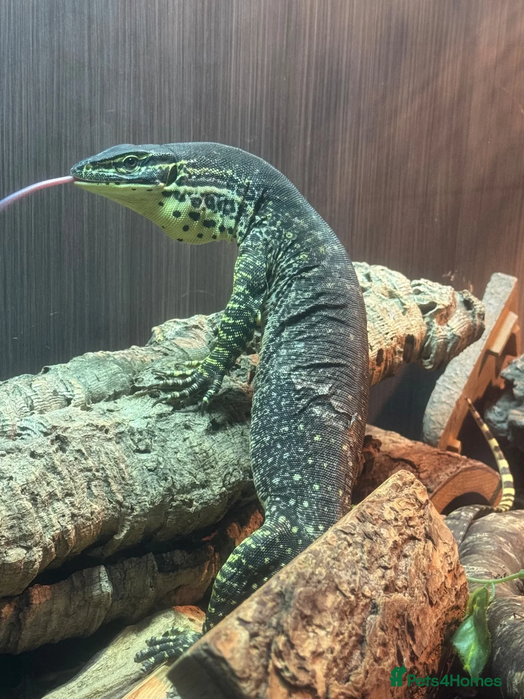 Monitor reptiles for sale: Male Argus Monitor For Sale - Advert 1