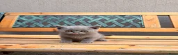 British Shorthair cats for sale: TWO beautiful female British shorthair kittens  - Advert 2
