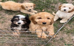 Cockapoo dogs for sale: Quality cockapoo pups  - Image 12
