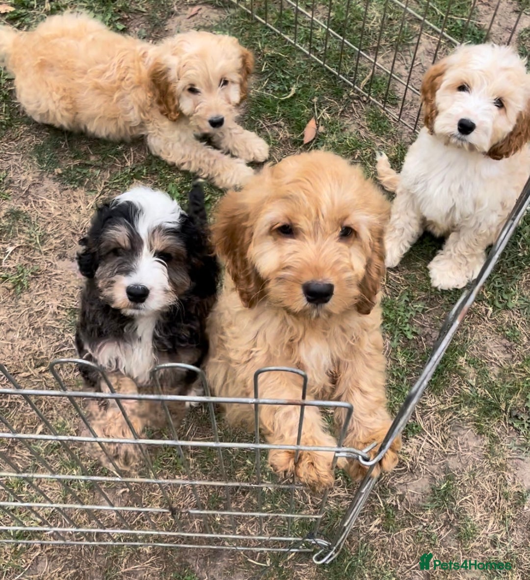 Cockapoo dogs for sale: Quality cockapoo pups  - Image 12
