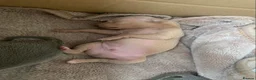 Italian Greyhound dogs for sale: KC Italian greyhound puppies European lineage - Advert 39