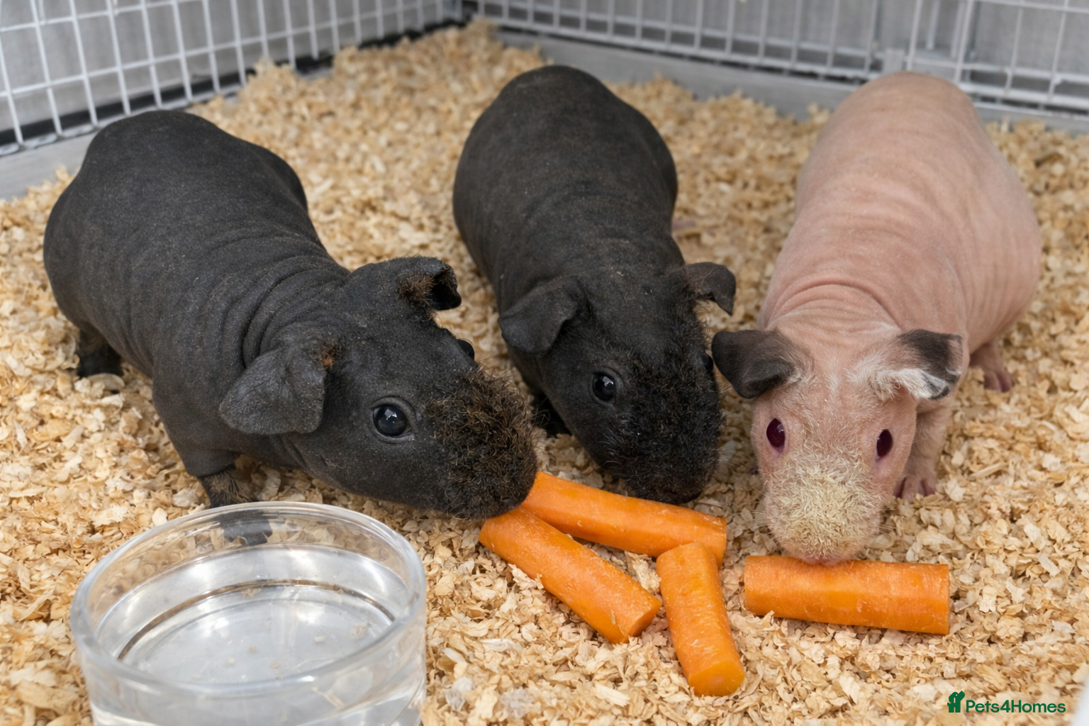 Guinea Pig rodents SKINNY PIGS FOR SALE ⭐️ X 3 - Advert 13