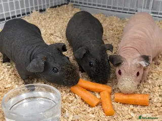 Guinea Pig rodents SKINNY PIGS FOR SALE ⭐️ X 3 - Advert 13