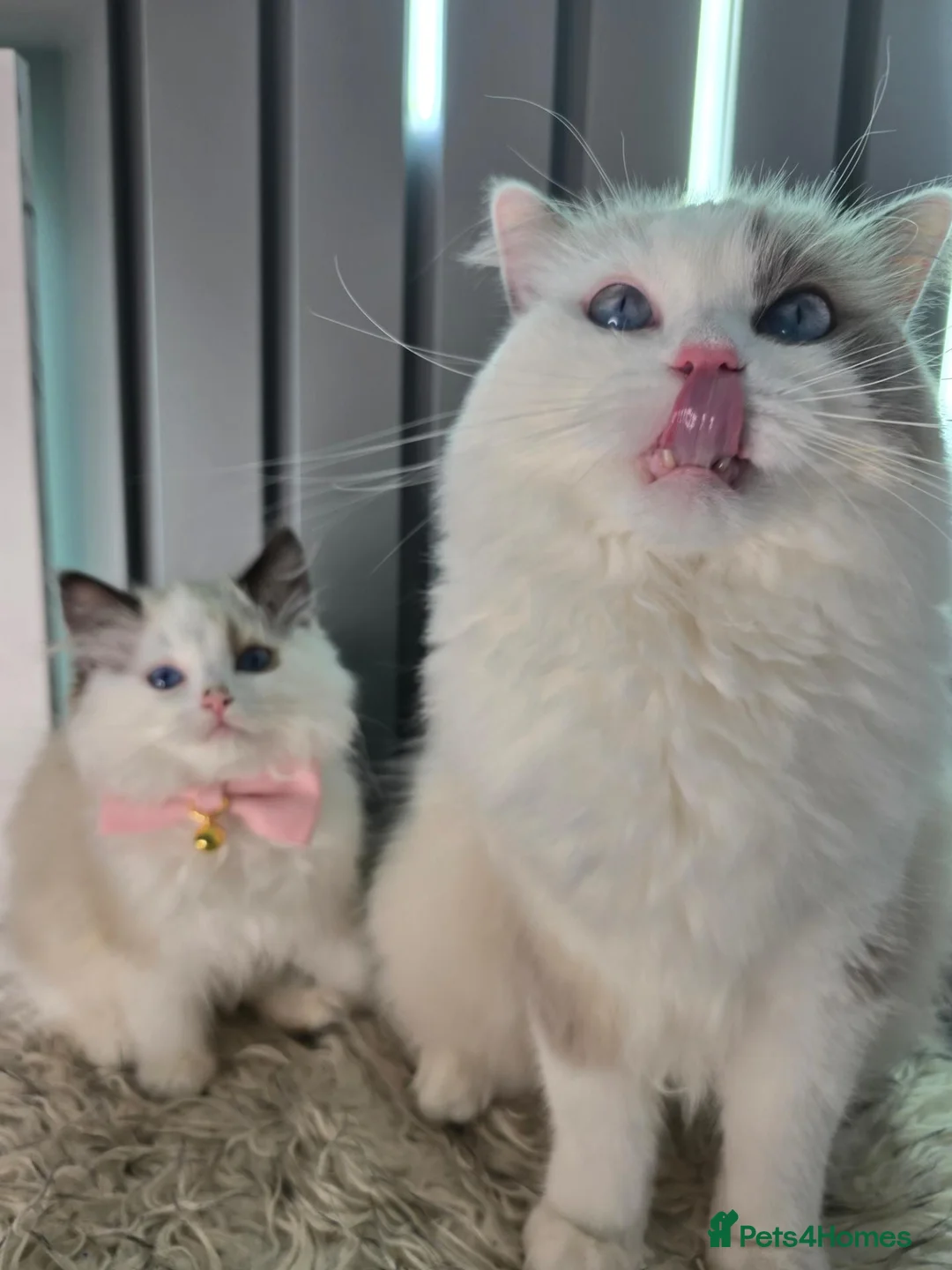 Ragdoll cats for sale: BEAUTIFUL PEDIGREE RAGDOLL KITTENS STUNNING - Advert 13