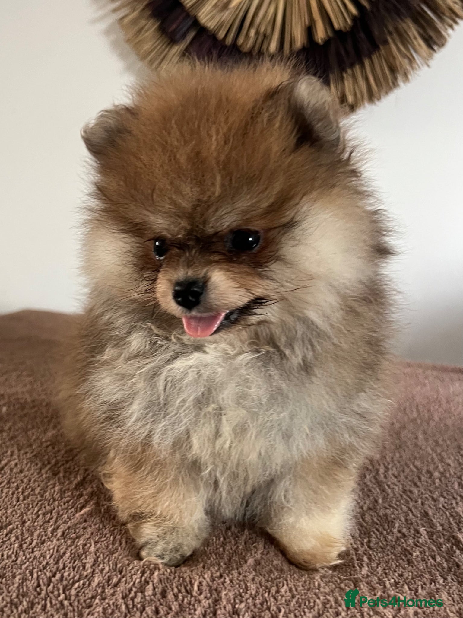 Pomeranian Puppy 2