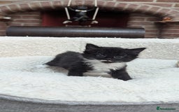 European cats for sale: 5 European shorthair kittens  - Image 26