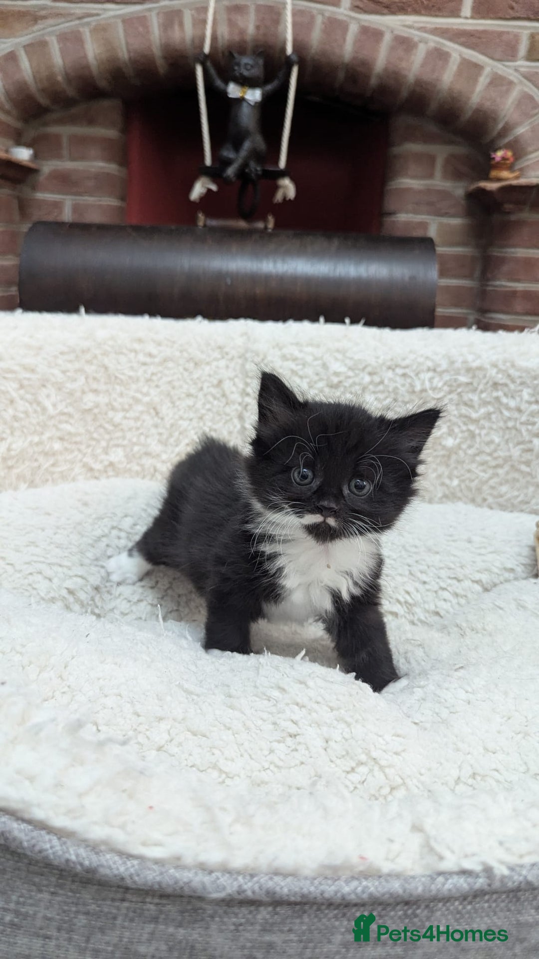 European cats for sale: 5 European shorthair kittens  - Image 26